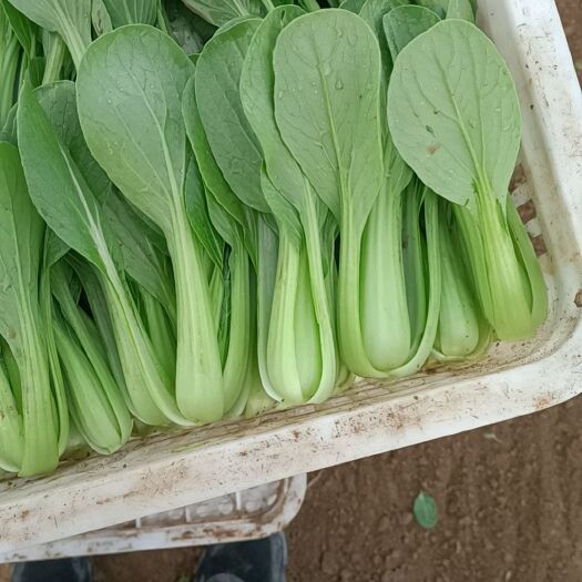 鄄城县上海青