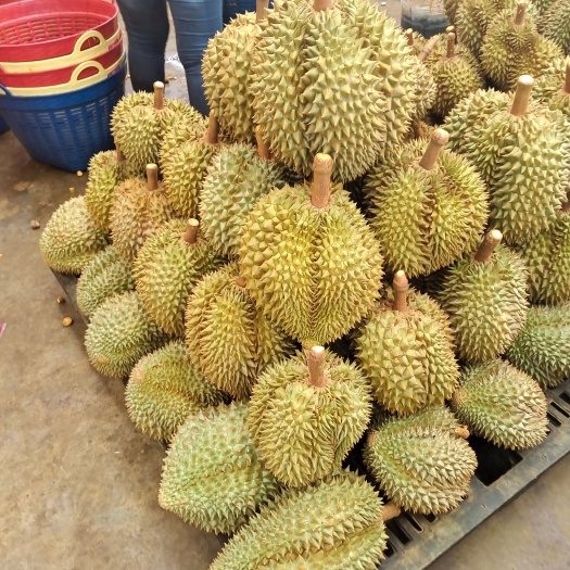  泰国金枕榴莲，新鲜上市，个大肉多