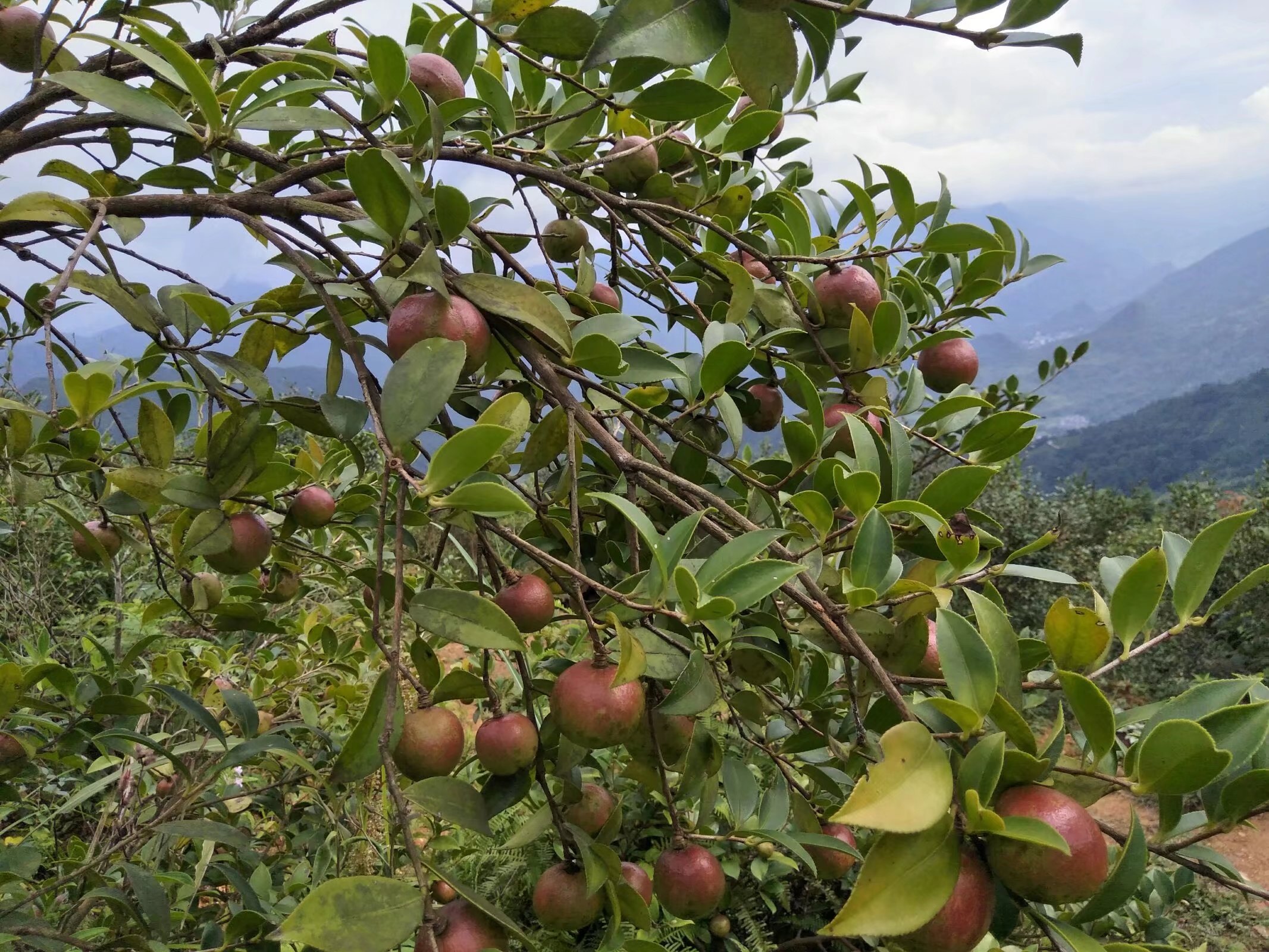 白花山茶油 茶籽油 玻璃瓶装  1盒两瓶包邮