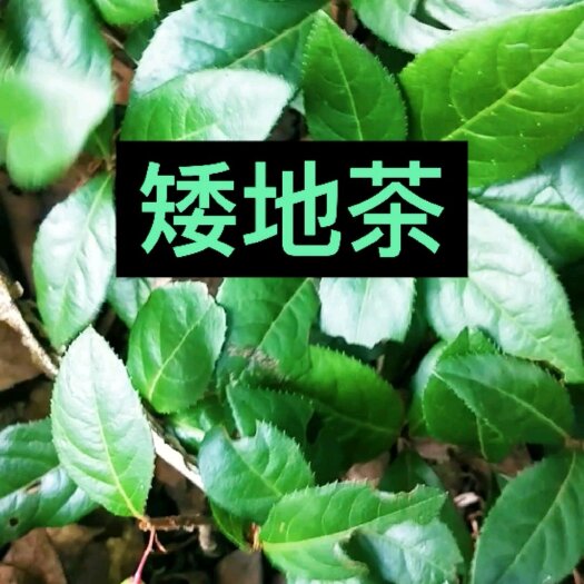 茶陵县紫金牛