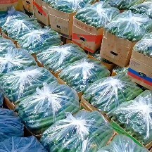 新沂市油皮绿瓤黄瓜