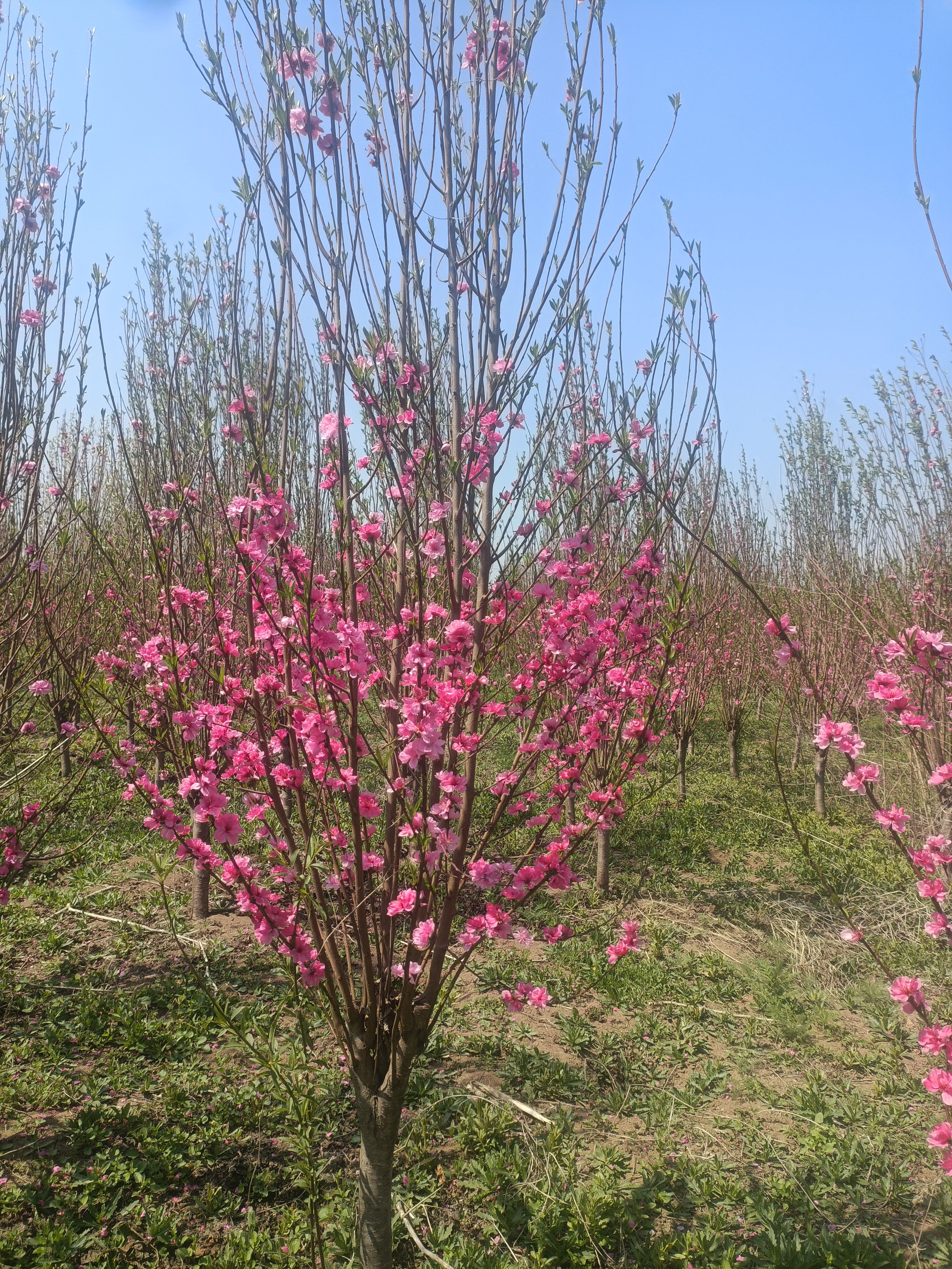 菊花碧桃，龍柱碧桃，青葉碧桃