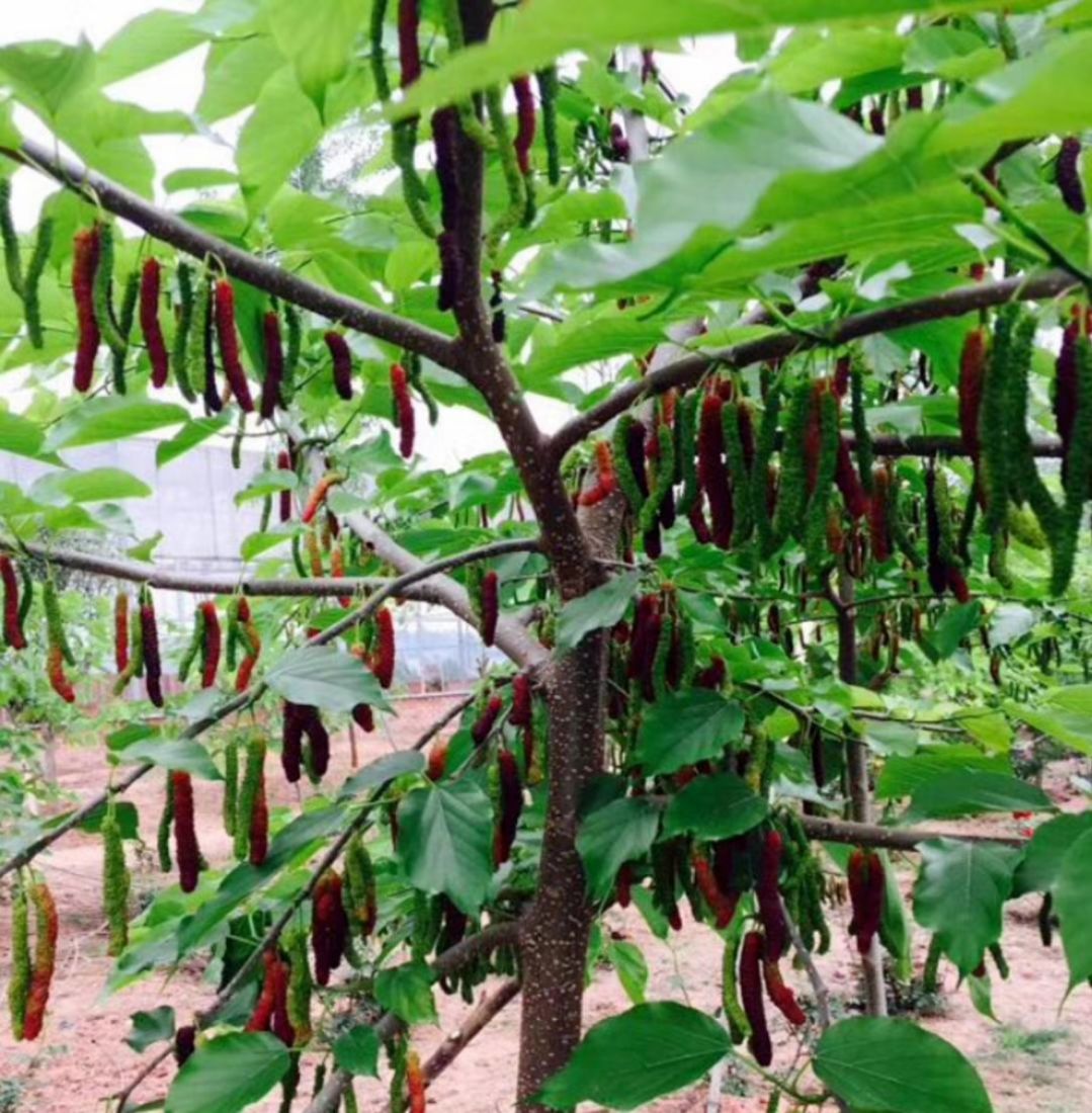 长果桑苗长桑椹苗大桑椹苗毛毛虫桑椹苗