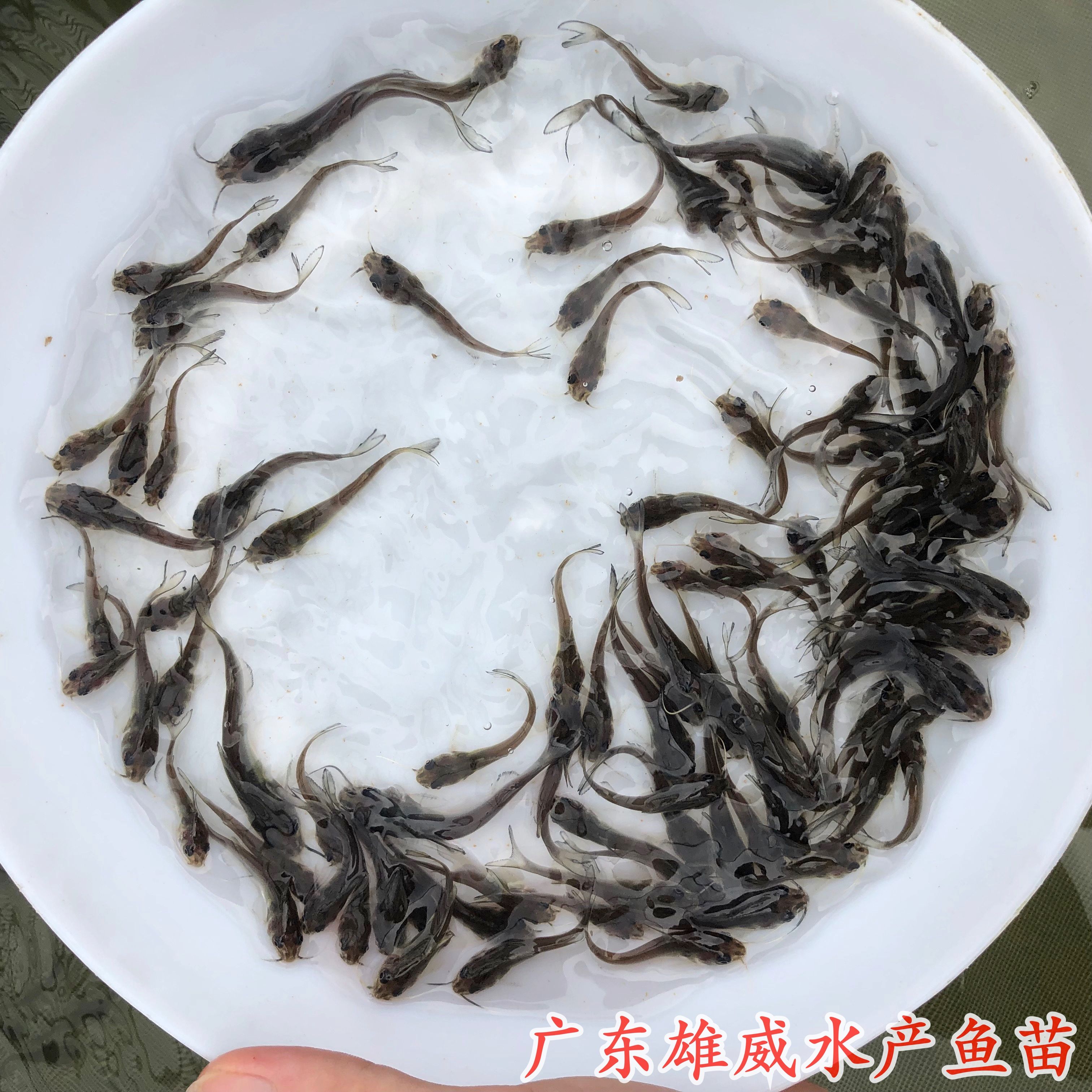 广州美国斑点叉尾鮰鱼苗钳鱼苗叉尾鱼苗