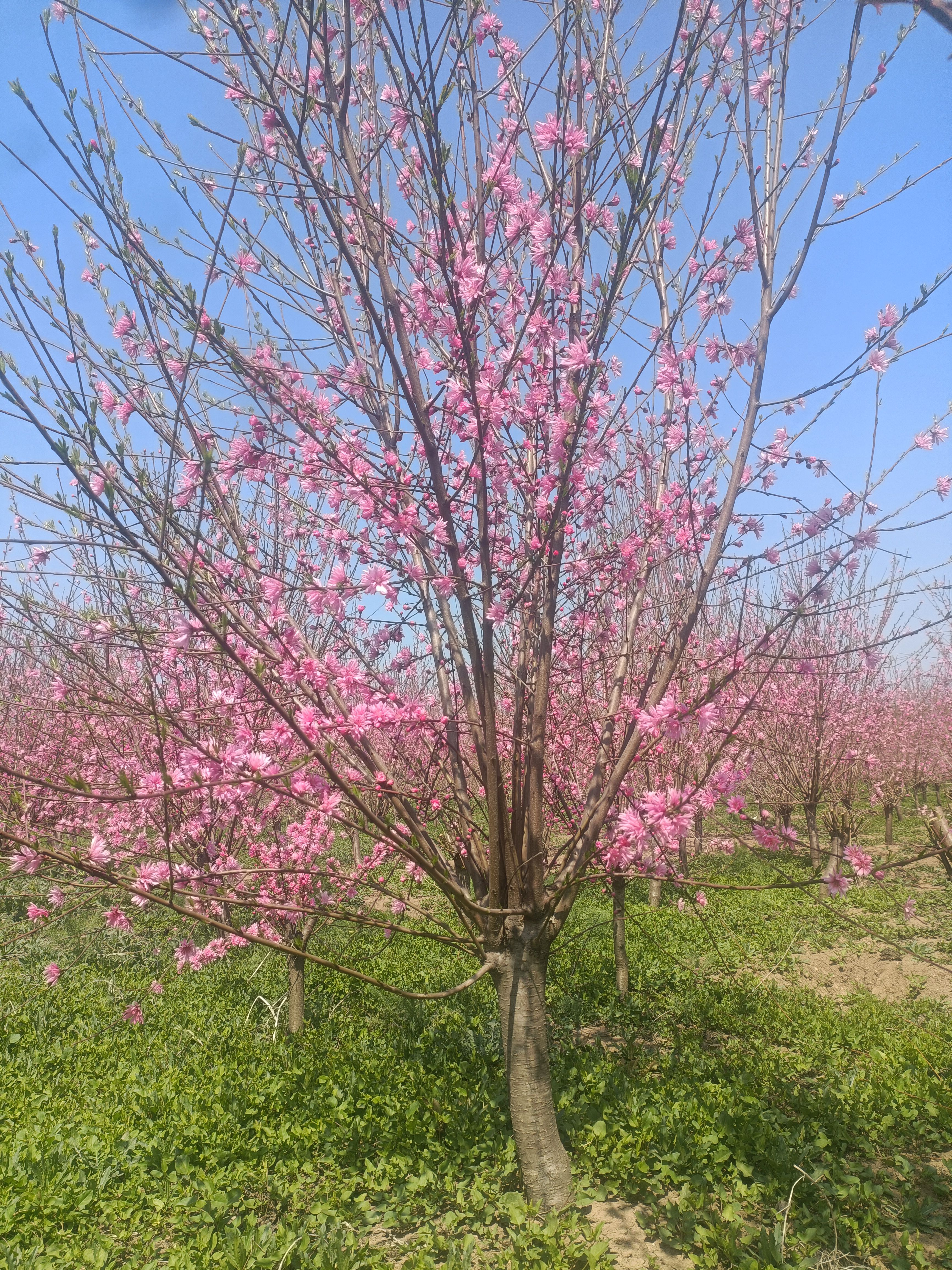 菊花碧桃，龍柱碧桃，青葉碧桃