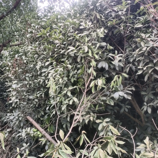 十堰桂花树