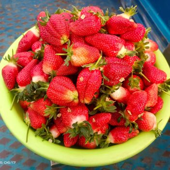 冷棚爱莎草莓,新鲜采摘