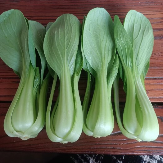 曹县基地直供精品上海青油菜，小白菜