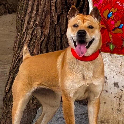 独山县正宗土猎犬，