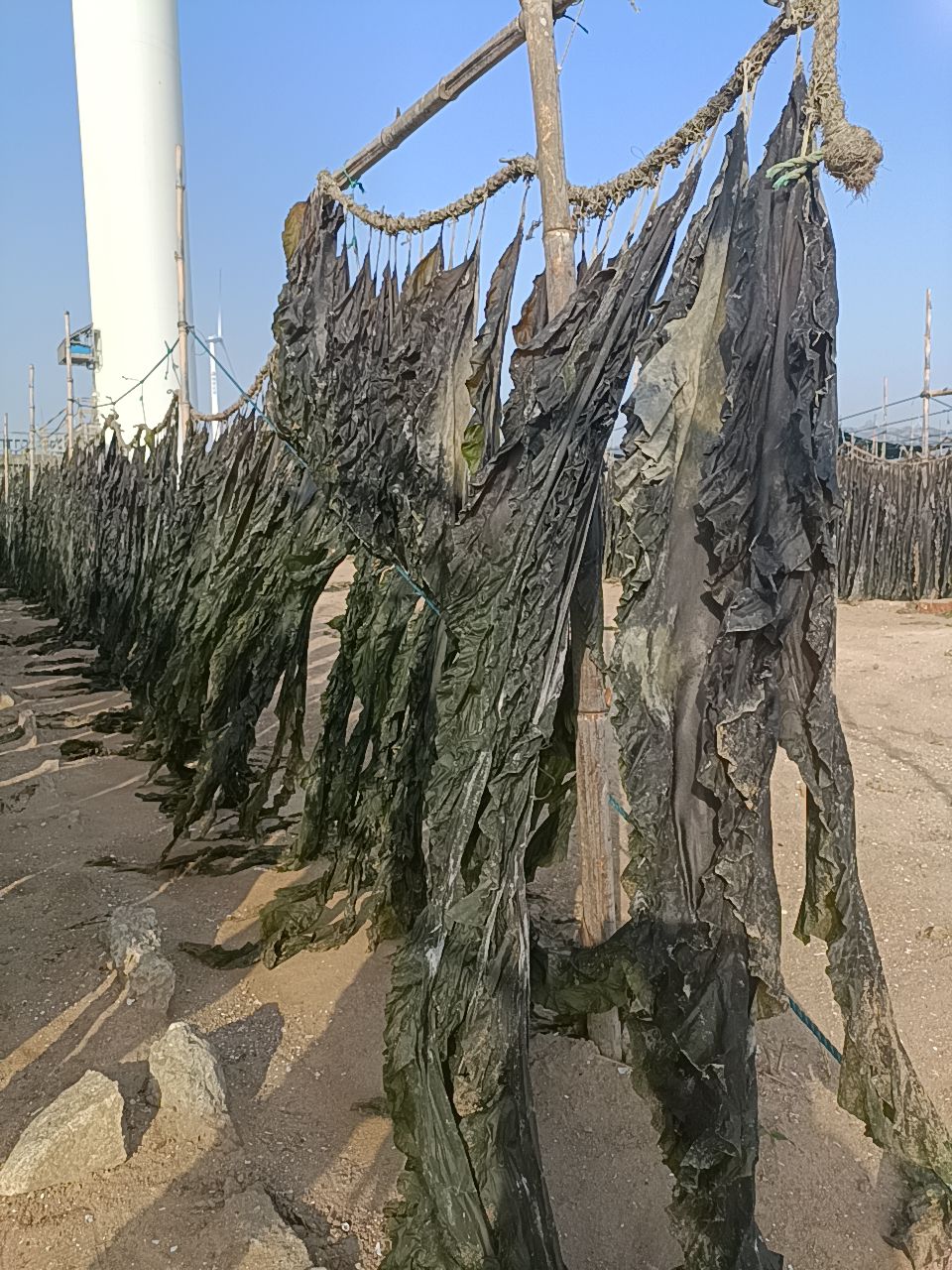 挂晒干海带批发 散装 无沙海带 种植户直销 全国都可以发物流