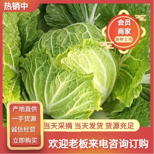邯郸河北邯郸精品大白菜 夏阳白  黄白货源稳定诚信经营