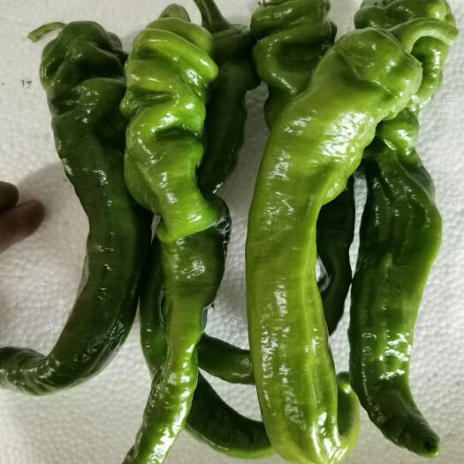 上思县精品大螺丝椒