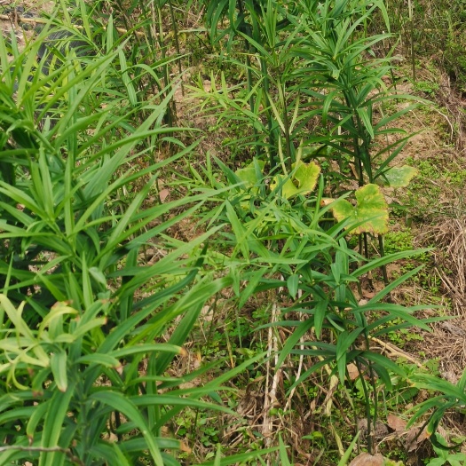 黄精苗