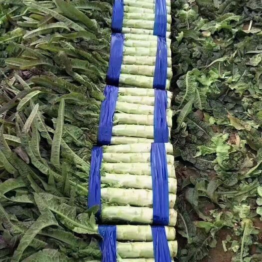 通许县红叶莴笋  莴笋，毛菜，净菜，精品，无空心，质量杠杠，产地代