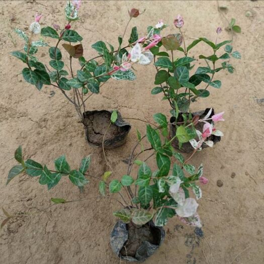 青州市花叶络石 园林绿化 藤本植物 多年生 基地种植 销售