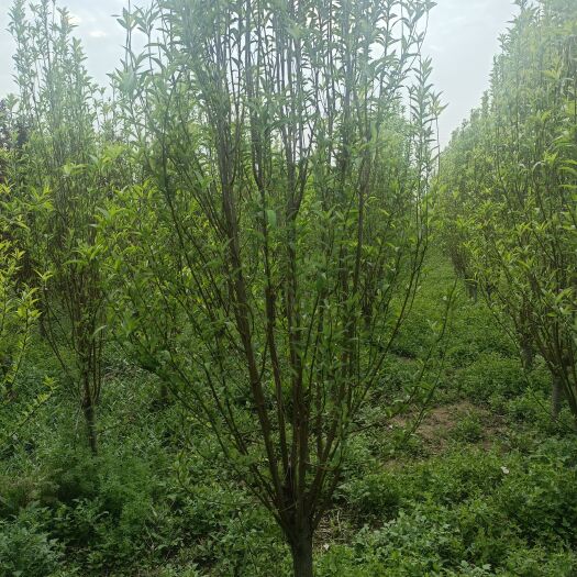灵璧县菊花碧桃，龙柱碧桃，青叶碧桃
