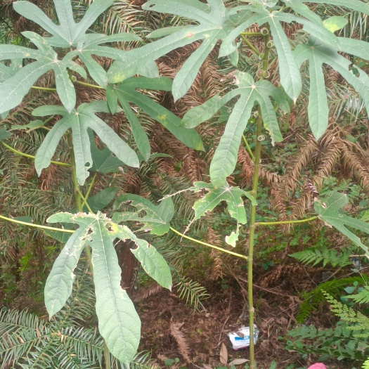 融水县五指牛奶藤