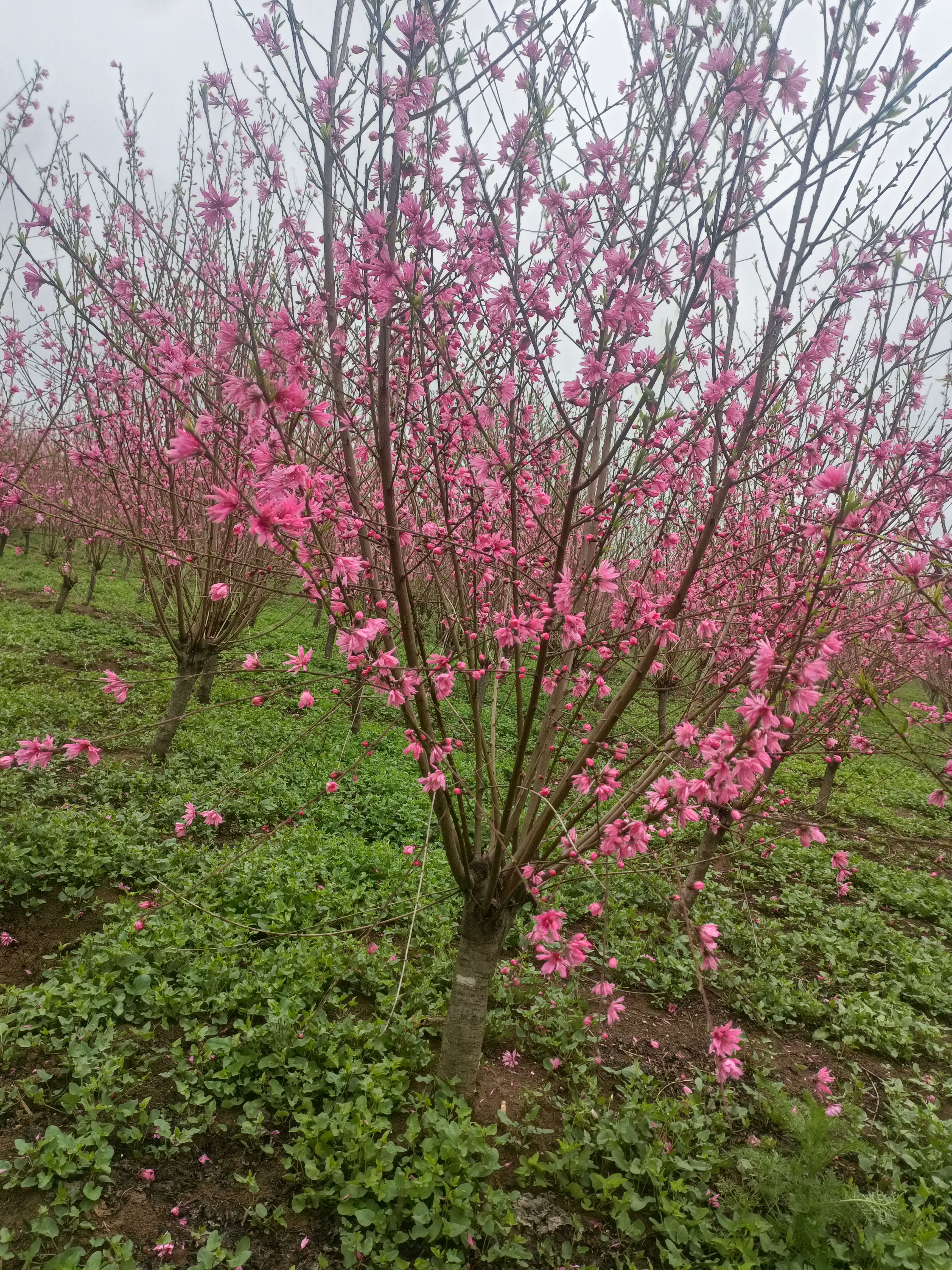 菊花碧桃，龍柱碧桃，青葉碧桃