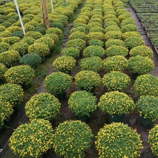 长沙金莎蔓（伏胁花），现货1000板，1加仑800盆，
