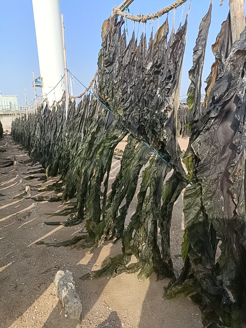 挂晒干海带批发 散装 无沙海带 种植户直销 全国都可以发物流