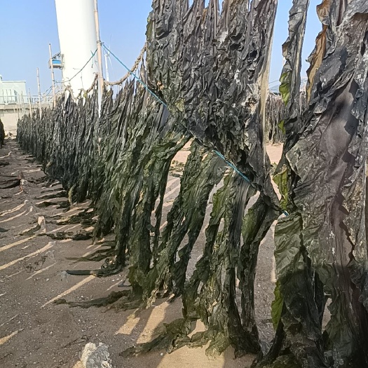 挂晒干海带批发 散装 无沙海带 种植户直销 全国都可以发物流