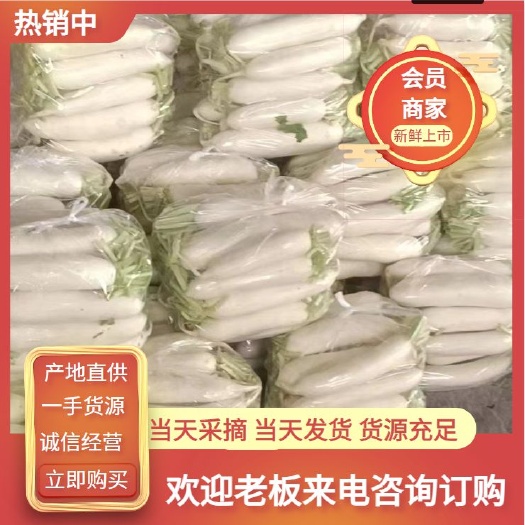 邯郸精品白萝卜，每天大量有货，诚信经营价格公道
