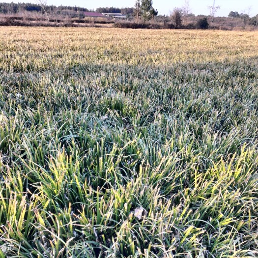 上高县100万石菖蒲种苗起苗发货中，连续10天每天10万苗发抚州