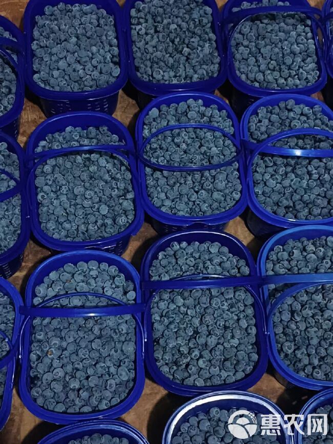 新鲜现摘蓝莓果鲜甜 基地直供 源充充足欢迎联系