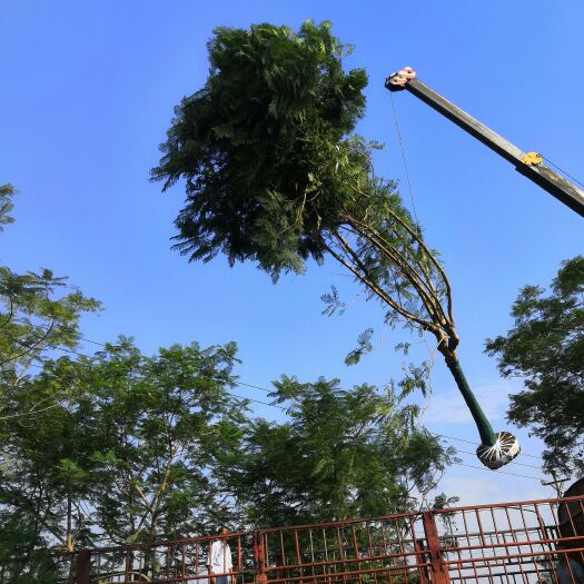 重庆市蓝花楹