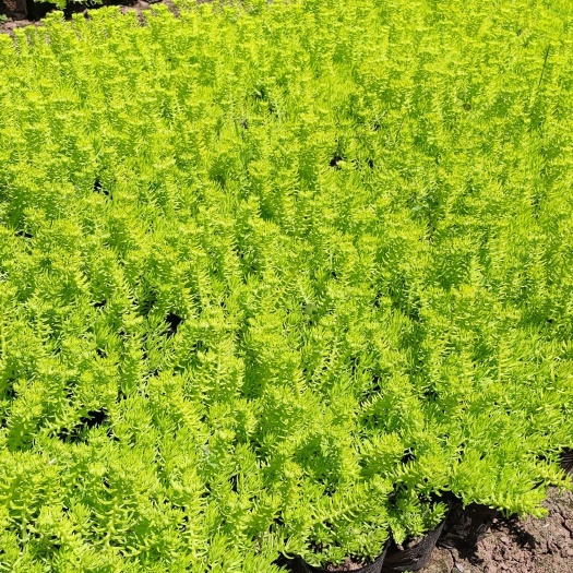 重庆市佛甲草