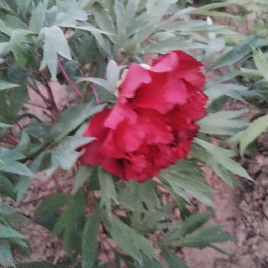菏泽山东菏泽精品牡丹黑豹