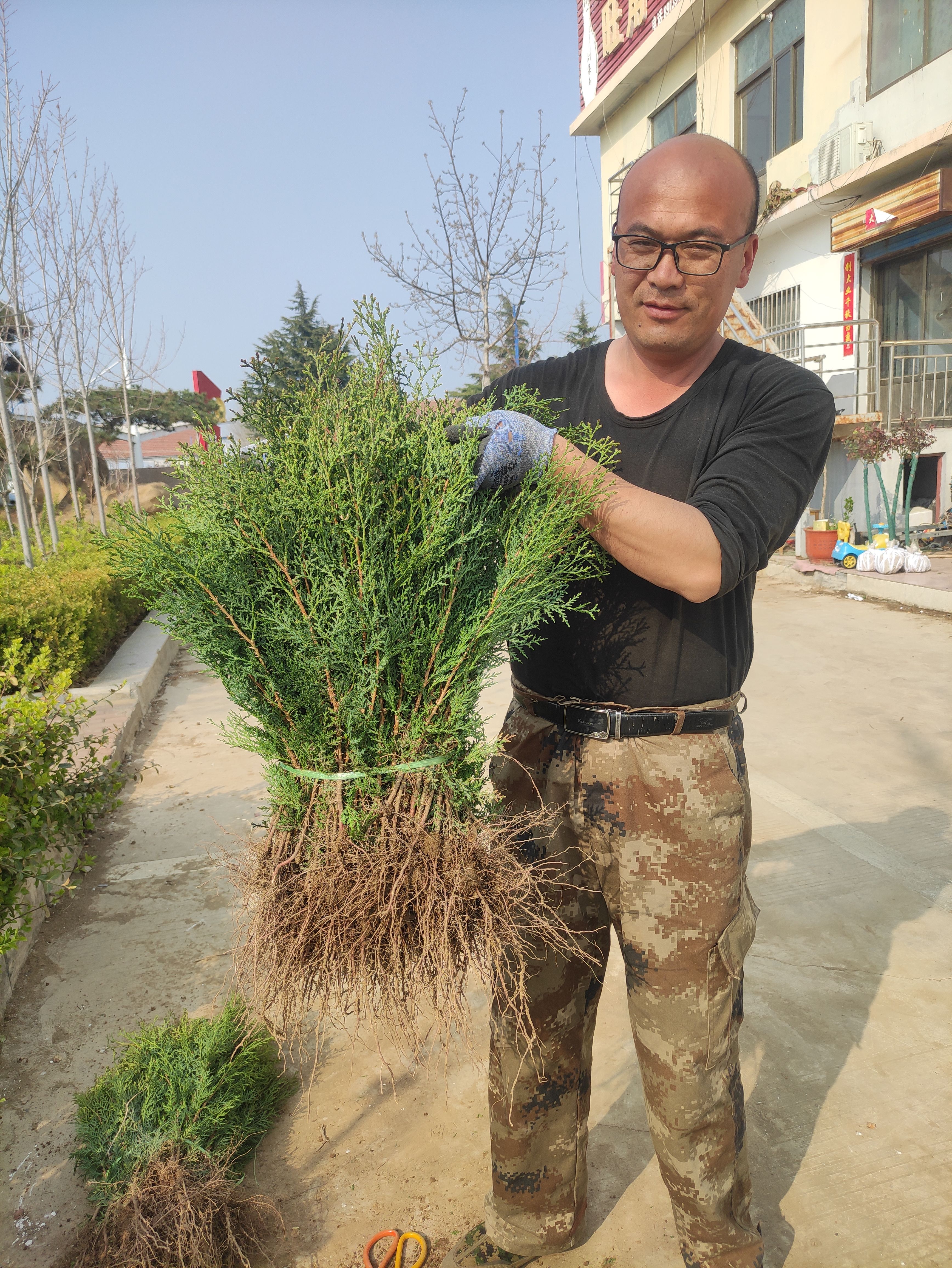 侧柏苗 营养杯侧柏苗现挖现卖大量现货60-2米侧柏苗