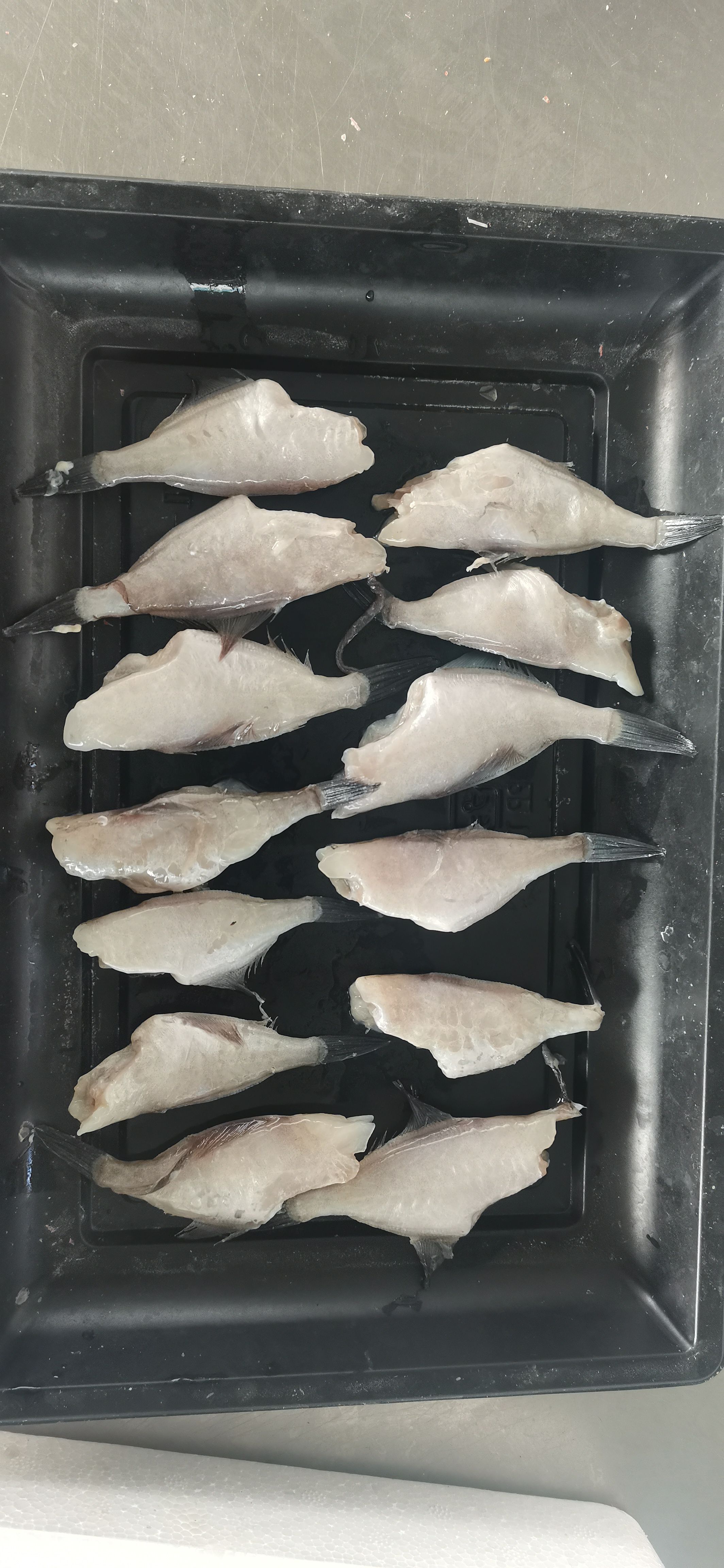 耗儿鱼 马面鱼 蓝尾40-50头