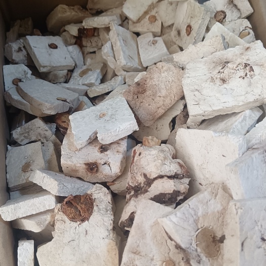 茯神木别名茯神的三个规格茯神片干货量大从优