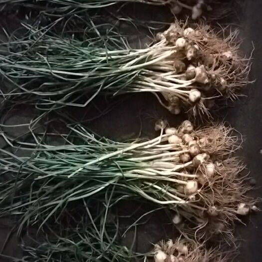 介休市野蒜