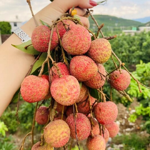 徐闻县自家种植  白糖罂荔枝