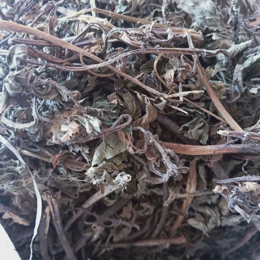 陕西商洛薄荷少量有货