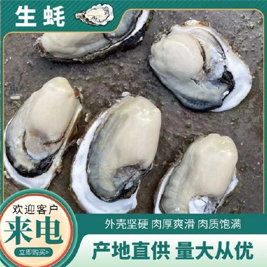 广西脆蚝，北海、越南，广东、广西和福建三倍体，养殖批发一条龙