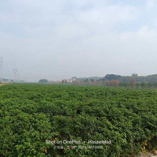 开平市新苗小米椒将大量上市