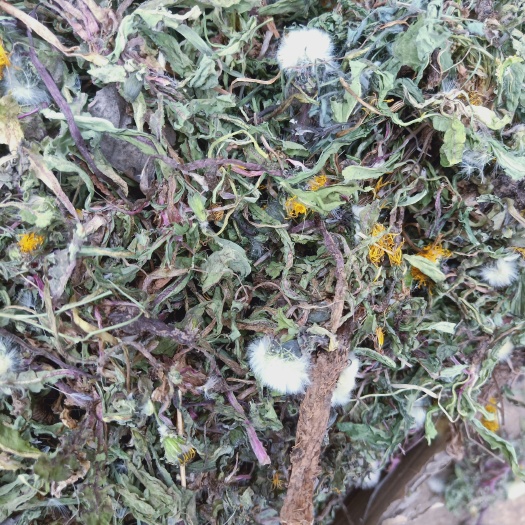 洛南县陕西商洛蒲公英高含量