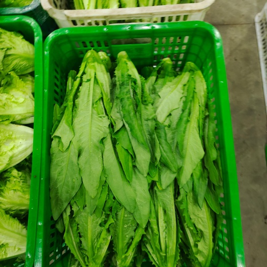 江阴市精品油麦菜  原产地直发