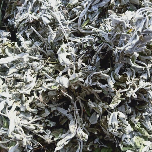 洛南县陕西商洛高含量艾叶精品