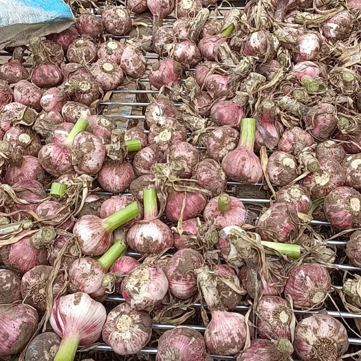 杞县杞县早熟蒜，土蒜，扒皮蒜
