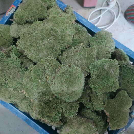 太湖县批发各种白发苔藓，大灰藓园林假山绿化盆栽覆层用