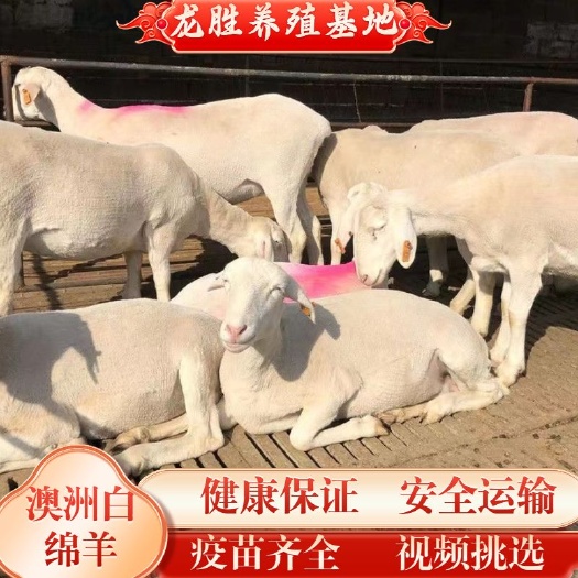 安溪县澳洲白绵羊