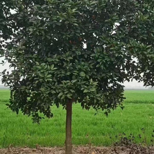 松滋市柚子树    丛生柚子树