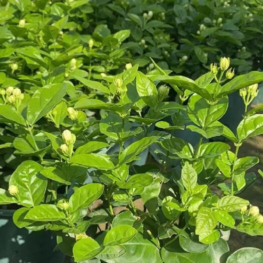 清远0.5半加仑茉莉花