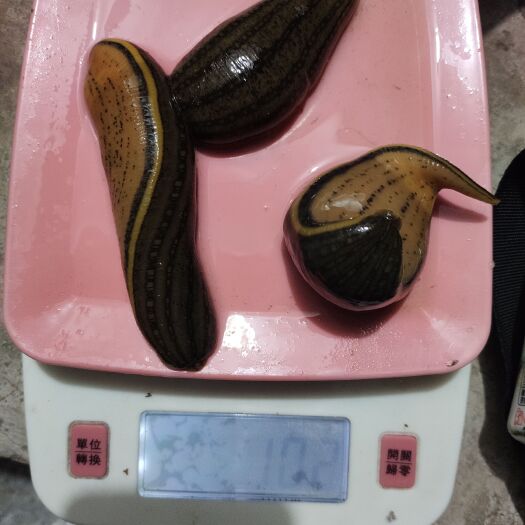 新泰市宽体金线蛭