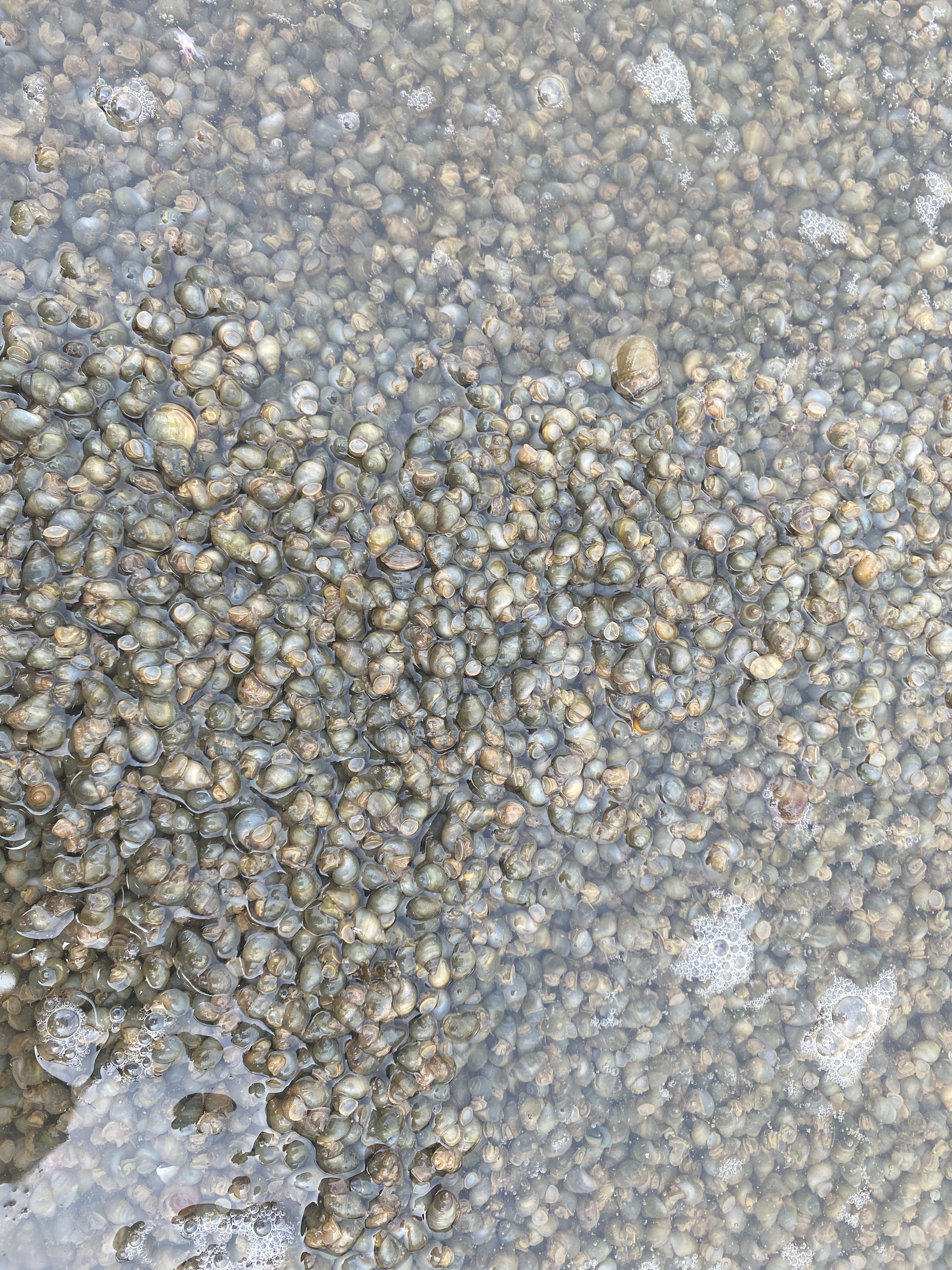 籽螺，米螺，子螺，淡水螺，水蛭开口料，蚂蝗开口料，饲料螺，