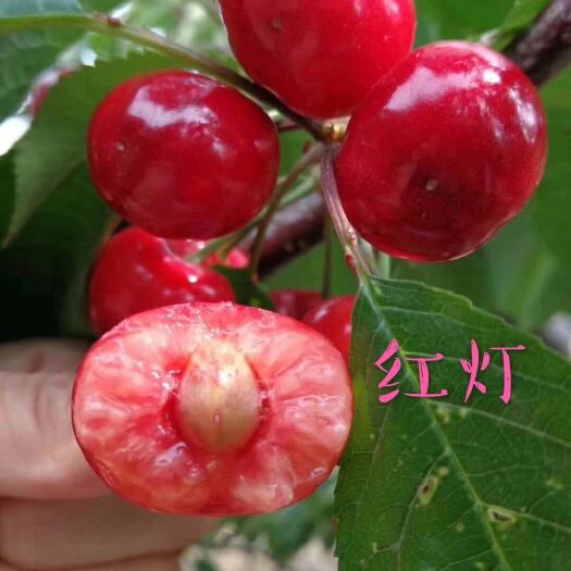 乡宁县绛县史村红灯大樱桃